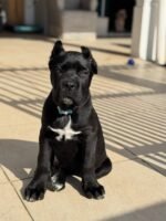 Lucy ( Cane Corso)