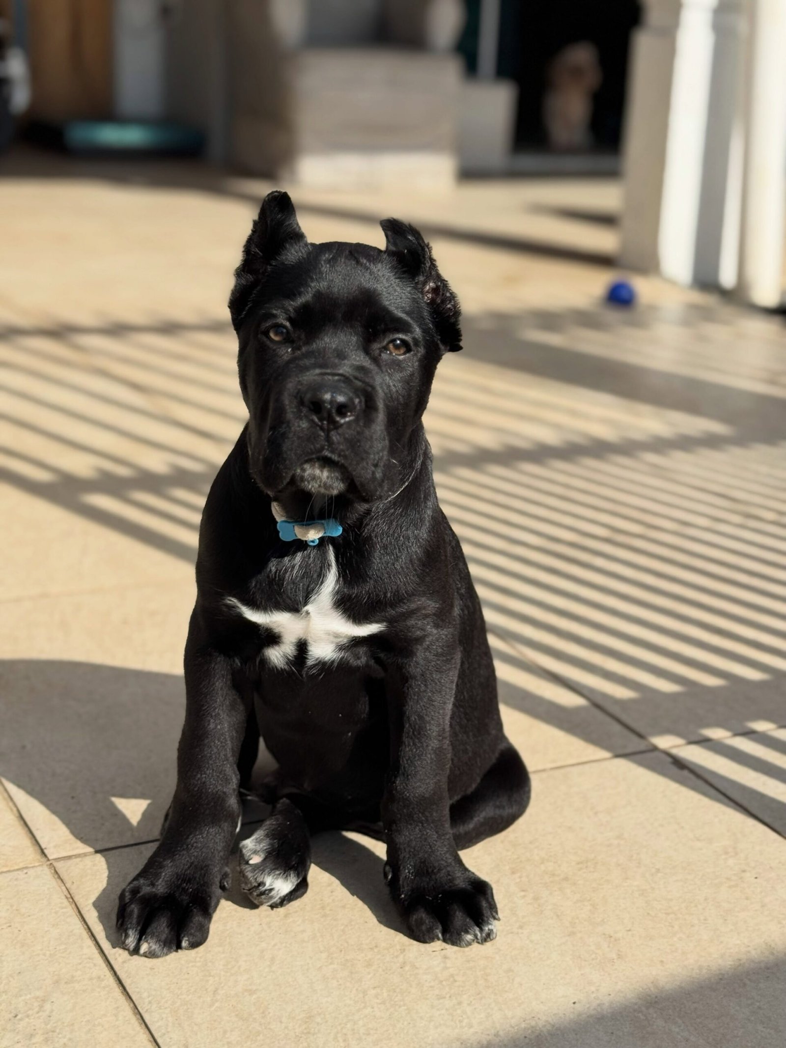 img_5828 Lucy ( Cane Corso) - Image 1