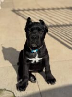 Lucy ( Cane Corso) - Image 2