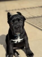 Lucy ( Cane Corso) - Image 3
