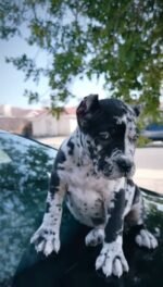 Zoe (Cane Corso) - Image 2