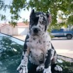 Zoe (Cane Corso)
