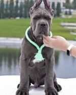 Bear (Cane Corso) - Image 2
