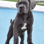 Bear (Cane Corso)