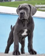 Bear (Cane Corso)