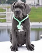 Bear (Cane Corso) - Image 3