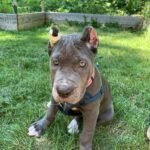 Oscar (Cane Corso) - Image 3