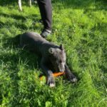 Oscar (Cane Corso) - Image 2
