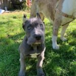 Oscar (Cane Corso)