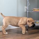 Leo (Cane Corso) - Image 3