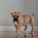 Leo (Cane Corso)