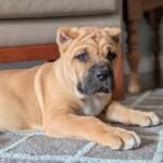 Leo (Cane Corso) - Image 2