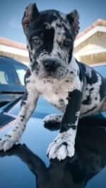 Zoe (Cane Corso) - Image 3
