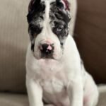 Nova (Cane Corso)