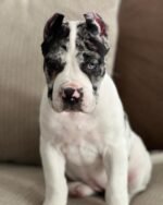 Nova (Cane Corso)