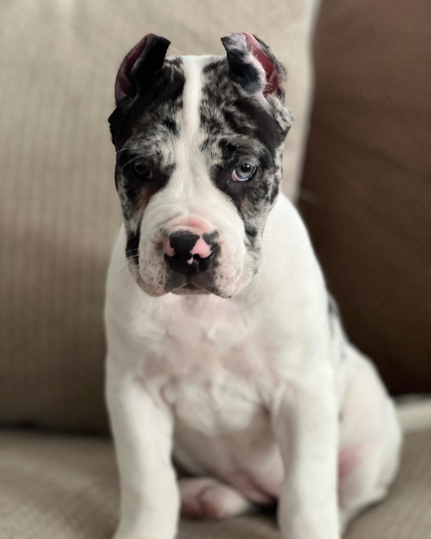 img_4676 Nova (Cane Corso) - Image 1