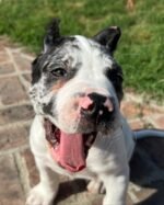 Nova (Cane Corso) - Image 3