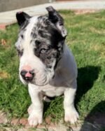 Nova (Cane Corso) - Image 2