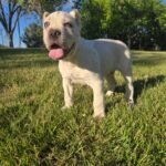 Rex (Cane Corso)