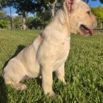 Rex (Cane Corso) - Image 3