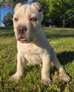 Rex (Cane Corso) - Image 2