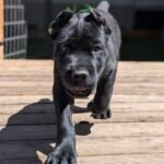 Roxy (Cane Corso)