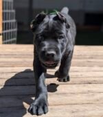 Roxy (Cane Corso)
