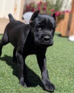 Roxy (Cane Corso) - Image 3