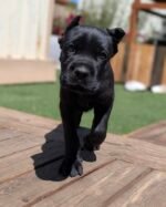 Roxy (Cane Corso) - Image 2