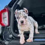 Max (Cane Corso) - Image 2