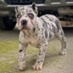 Max (Cane Corso) - Image 3
