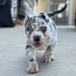 Max (Cane Corso)