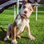 Ella (Cane Corso)