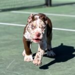 Ella (Cane Corso) - Image 3