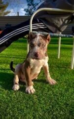 Ella (Cane Corso) - Image 2