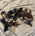 New Litters $300(Ready by Christmas 🎄) - Image 6