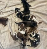 New Litters $300(Ready by Christmas 🎄) - Image 5