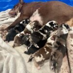 New Litters $300(Ready by Christmas 🎄)