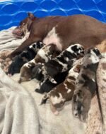 New Litters $300(Ready by Christmas 🎄)