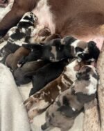 New Litters $300(Ready by Christmas 🎄) - Image 2