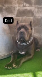 New Litters $300(Ready by Christmas 🎄) - Image 4
