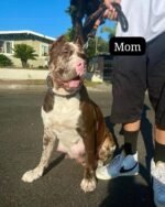New Litters $300(Ready by Christmas 🎄) - Image 3