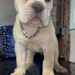 Samson (Cane Corso)