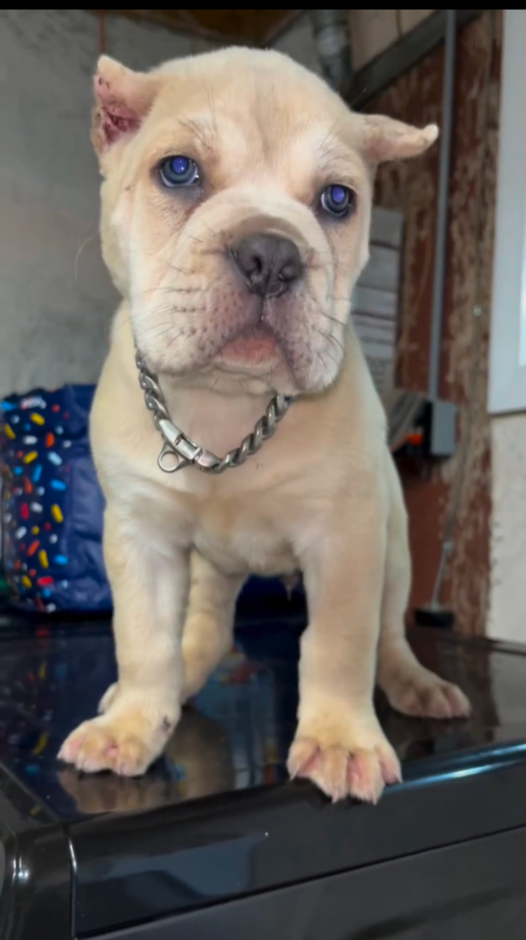 2026/10/1060269.png Samson (Cane Corso) - Image 1