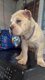 Samson (Cane Corso) - Image 3