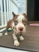 Bella (Cane Corso) - Image 2